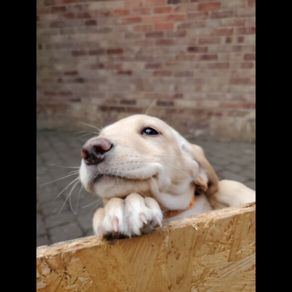 Springador