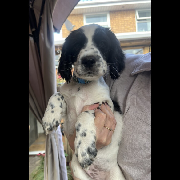 Sprocker Spaniel - Both