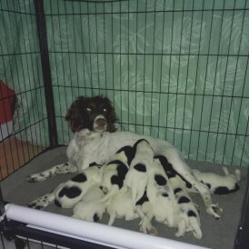 Sprocker Spaniel - Both