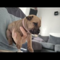 Staffordshire Bull Terrier - Bitches