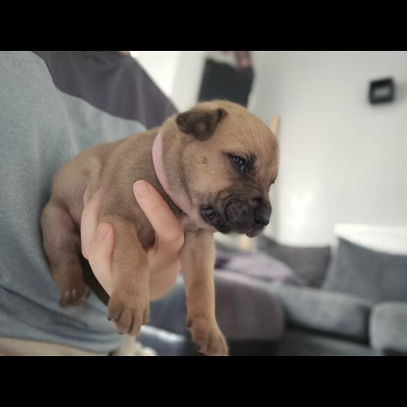 Staffordshire Bull Terrier - Bitches