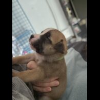 Staffordshire Bull Terrier - Bitches