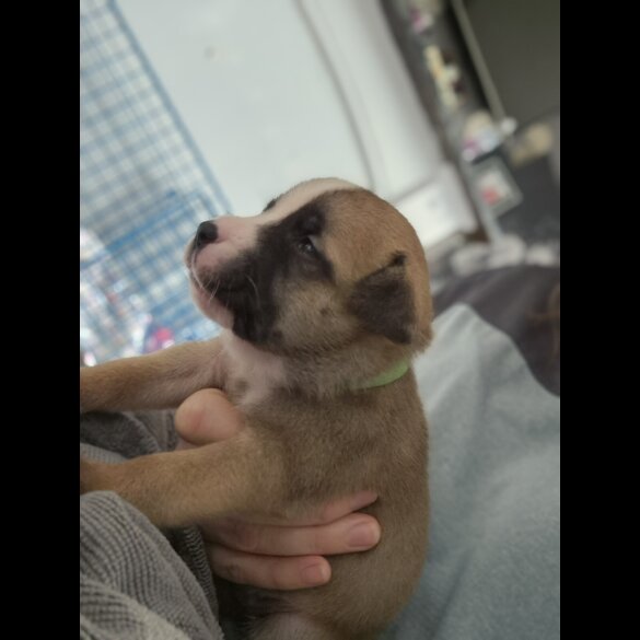 Staffordshire Bull Terrier - Bitches