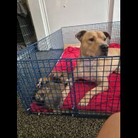 Staffordshire Bull Terrier - Bitches