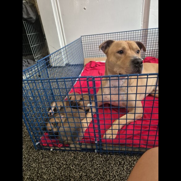 Staffordshire Bull Terrier - Bitches