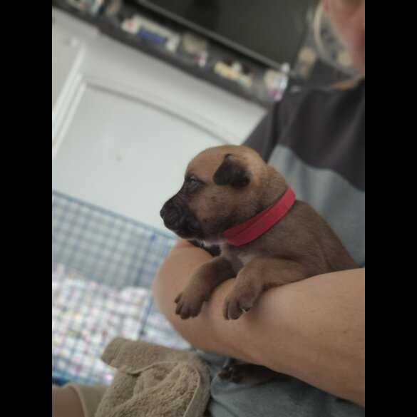 Staffordshire Bull Terrier - Bitches
