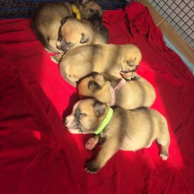 Staffordshire Bull Terrier - Bitches