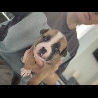 Staffordshire Bull Terrier - Bitches