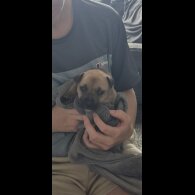 Staffordshire Bull Terrier - Bitches