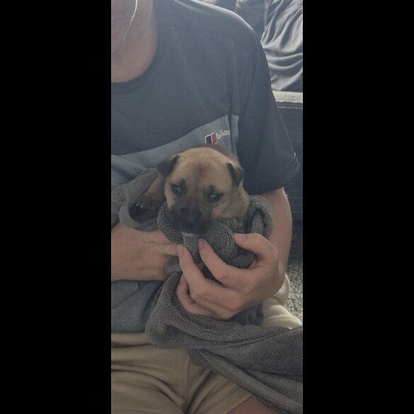 Staffordshire Bull Terrier - Bitches