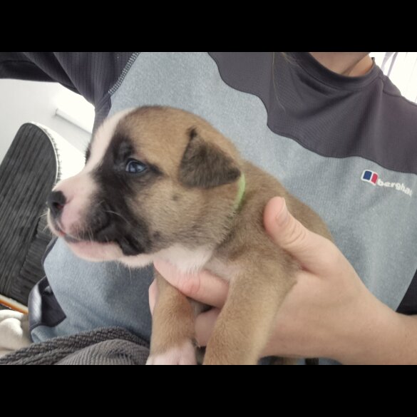 Staffordshire Bull Terrier - Bitches