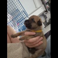 Staffordshire Bull Terrier - Bitches