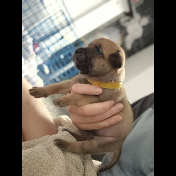 Staffordshire Bull Terrier - Bitches