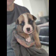Staffordshire Bull Terrier - Bitches