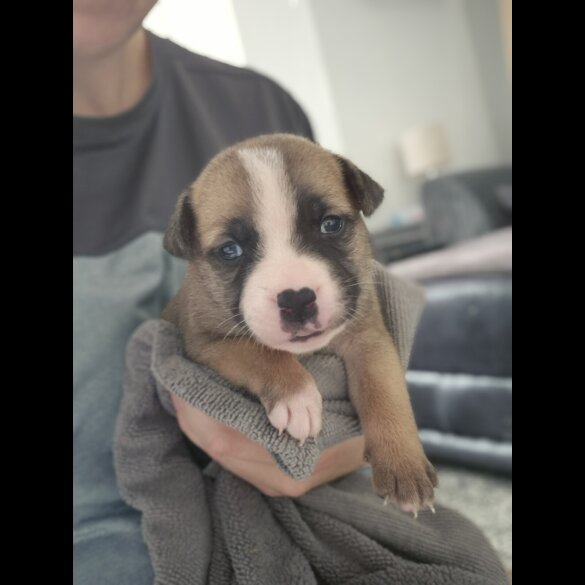 Staffordshire Bull Terrier - Bitches