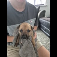 Staffordshire Bull Terrier - Bitches