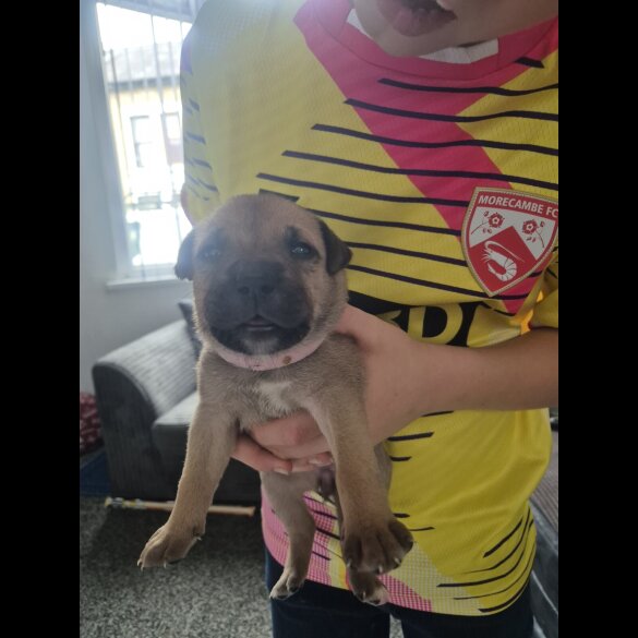 Staffordshire Bull Terrier - Bitches