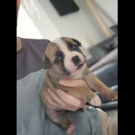 Staffordshire Bull Terrier - Bitches