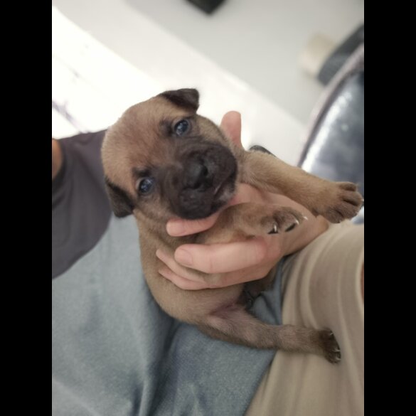 Staffordshire Bull Terrier - Bitches
