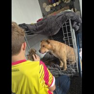 Staffordshire Bull Terrier - Bitches