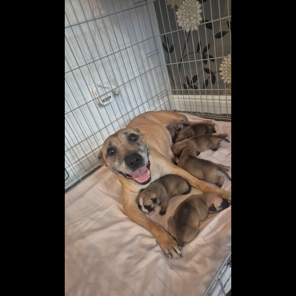 Staffordshire Bull Terrier - Bitches