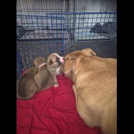 Staffordshire Bull Terrier - Bitches
