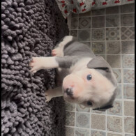 Staffordshire Bull Terrier
