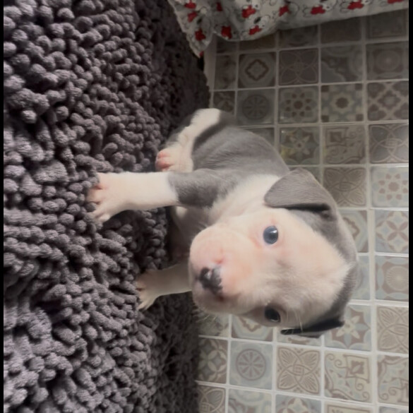 Staffordshire Bull Terrier
