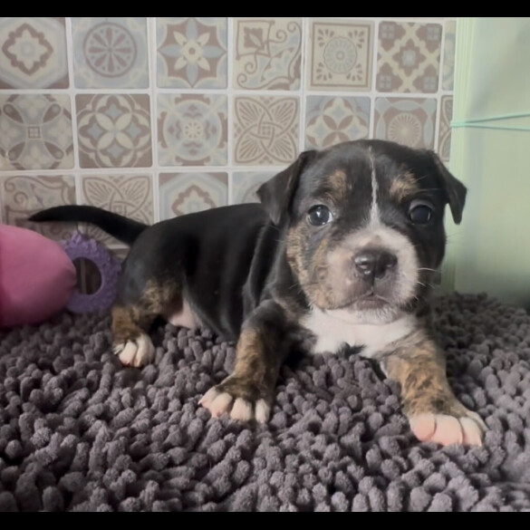 Staffordshire Bull Terrier