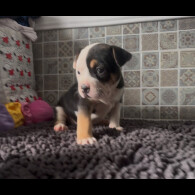 Staffordshire Bull Terrier