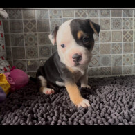 Staffordshire Bull Terrier