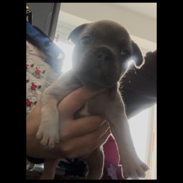 Staffordshire Bull Terrier