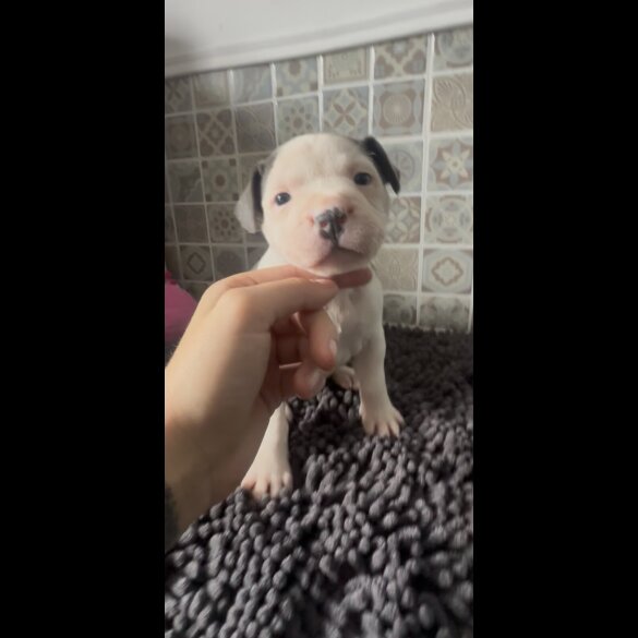 Staffordshire Bull Terrier