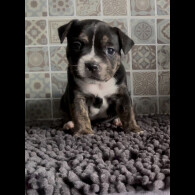 Staffordshire Bull Terrier