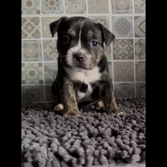Staffordshire Bull Terrier