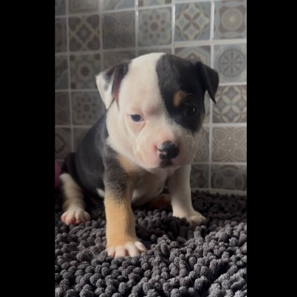 Staffordshire Bull Terrier