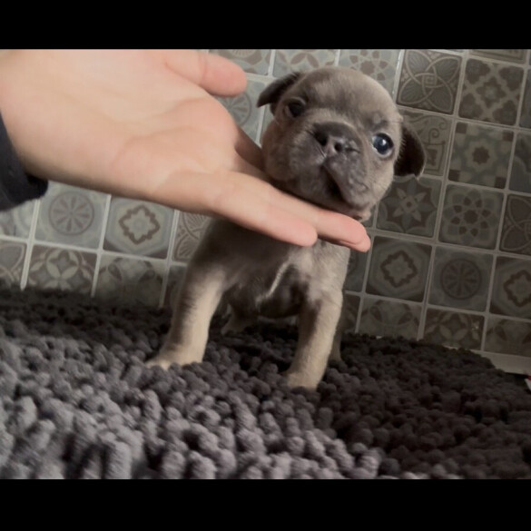 Staffordshire Bull Terrier