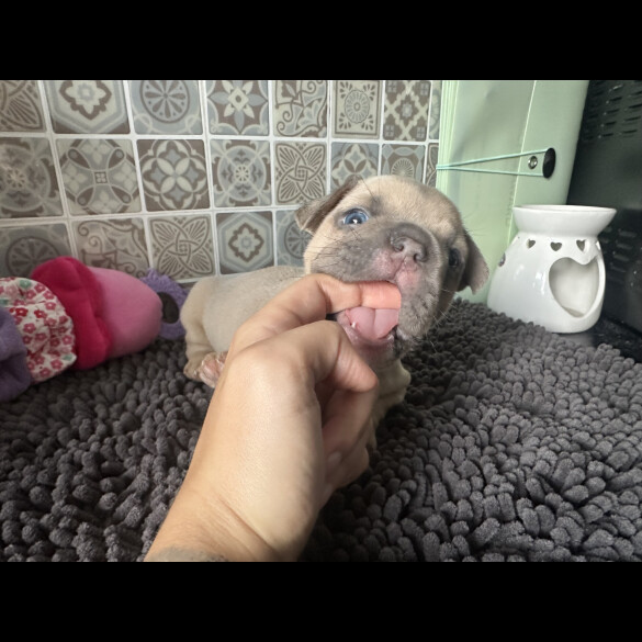 Staffordshire Bull Terrier