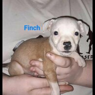 Staffordshire Bull Terrier
