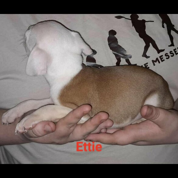 Staffordshire Bull Terrier