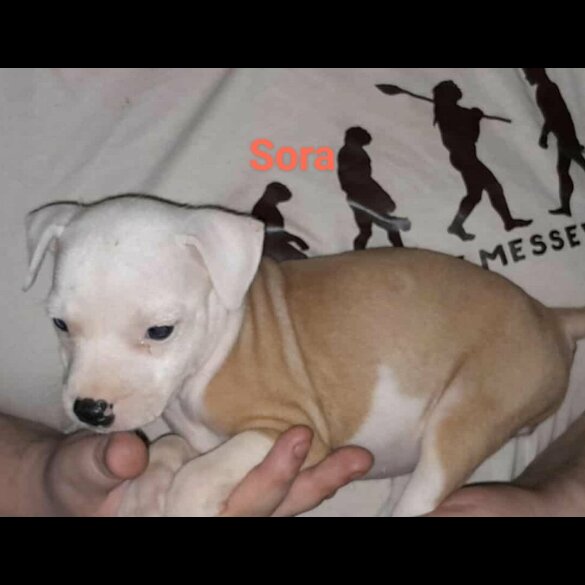 Staffordshire Bull Terrier