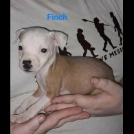 Staffordshire Bull Terrier