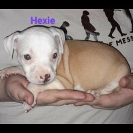 Staffordshire Bull Terrier