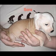 Staffordshire Bull Terrier