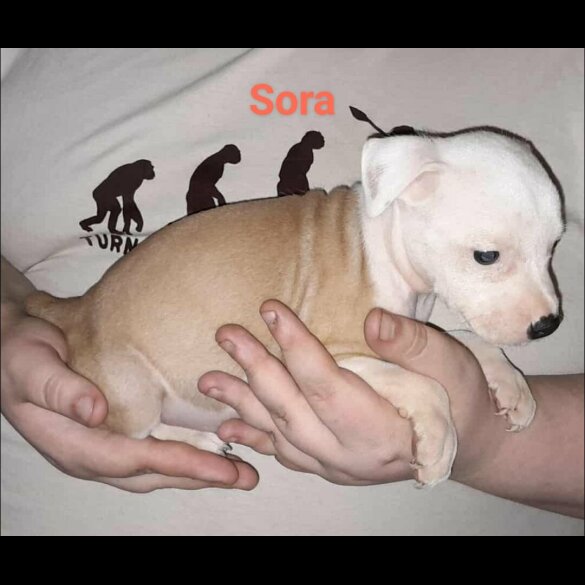Staffordshire Bull Terrier