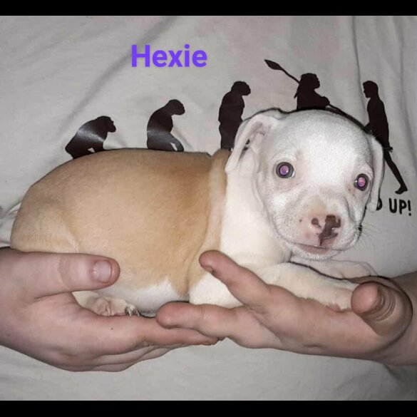 Staffordshire Bull Terrier