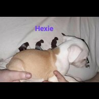 Staffordshire Bull Terrier