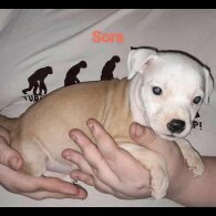 Staffordshire Bull Terrier