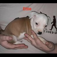 Staffordshire Bull Terrier