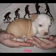 Staffordshire Bull Terrier